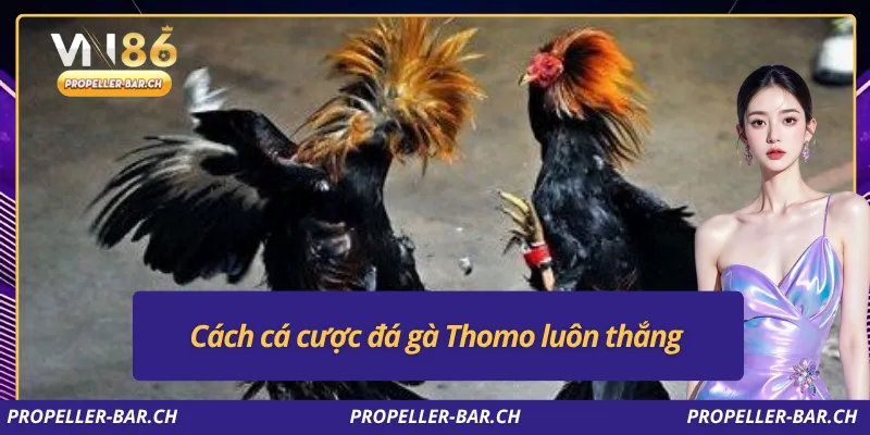 Cách cá cược đá gà Thomo luôn thắng