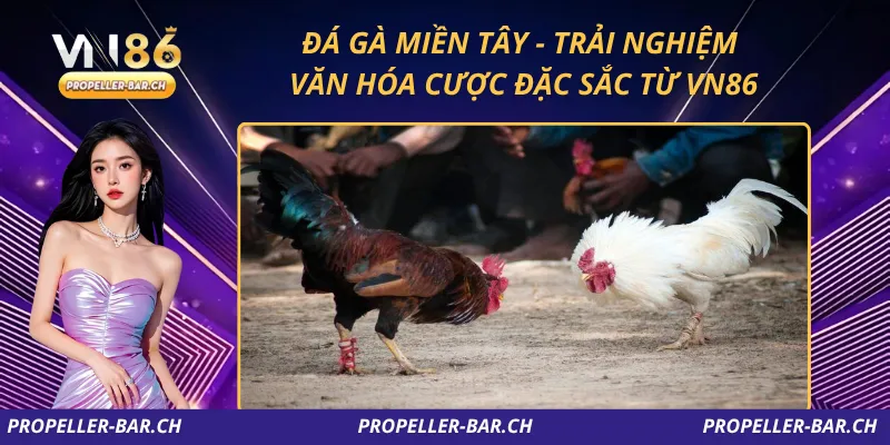 Đá Gà Miền Tây – Trải Nghiệm Văn Hóa Cược Đặc Sắc Từ VN86