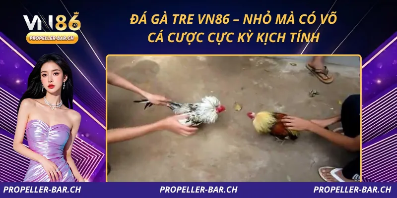 Đá Gà Tre VN86 – Nhỏ Mà Có Võ, Cá Cược Cực Kỳ Kịch Tính
