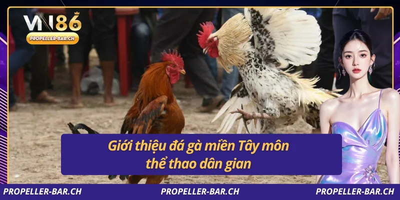 Giới thiệu đá gà miền tây môn thể thao dân gian