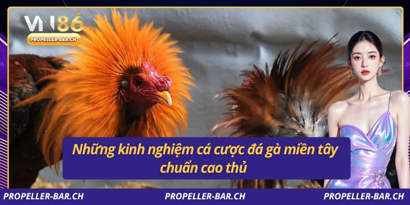 Những kinh nghiệm cá cược đá gà miền tây chuẩn cao thủ