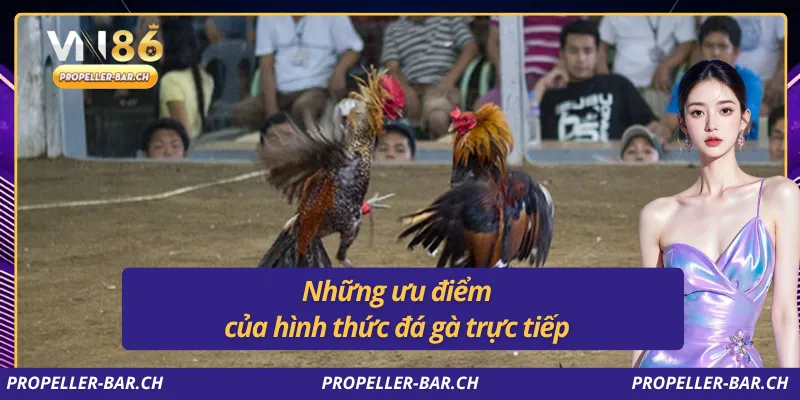 Những ưu điểm của hình thức đá gà trực tiếp